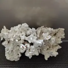 珊瑚礁 キクメイシ化石 - メルカリ