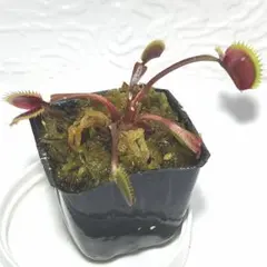 食虫植物ハエトリソウ biohazard 1 CK - メルカリ