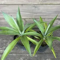 アガベ 観葉植物 鉢植え - メルカリ