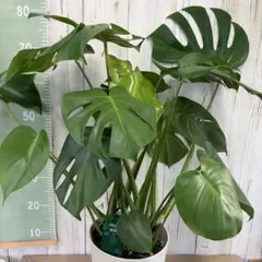現品】モンステラ 8号 白角鉢（2） - メルカリ