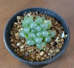 ハオルチア　オブツーサ　83