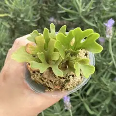 P.willinckii 'Nano' spore 2611 - メルカリ
