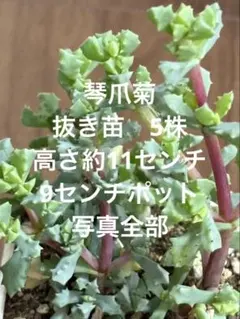 takotako様 リクエスト 2点 まとめ商品