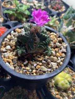 澤*ち様 連休セール‼️２点限定‼️幻の植物　竜卵窟ブラキステルマ バーベラエ 澤*ち様 連休セール‼️2点限定‼️幻の植物 竜卵窟ブラキステルマ