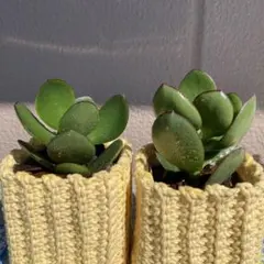 金の成る木　カネノナルキ　多肉植物Fのサムネイル