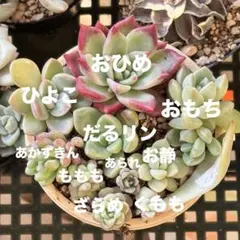 なおこ追加あられ⑱大きめ!❣️ ももホイップ❣️6苗メルカリ便送料込 2025年最新】つぶつぶ屋 あられの人気アイテム - メルカリ