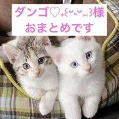 ダンゴ♡⁠˖⁠꒰⁠ᵕ⁠༚⁠ᵕ⁠⑅⁠꒱様 リクエスト2点まとめ商品他1点ご購入済み