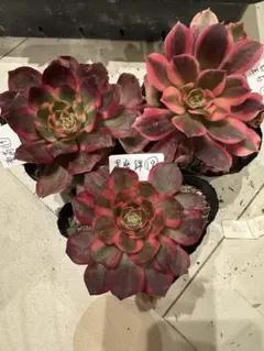 ☆*☆様 19 アエオニウムセット 多肉植物 抜き苗 根あり