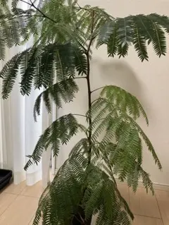 川上