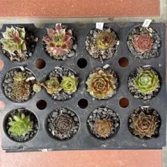 よっこママ様 リクエスト 2点 まとめ商品