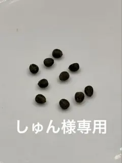 2026年最新】ユーフォルビア ギラウミニアナの人気アイテム - メルカリ