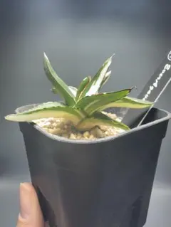 速達【鉢ごと発送可】①希少　発根済み　アガベ　氷山　白中斑　TC ３号鉢 速達【鉢ごと発送可】①希少 発根済み アガベ 氷山 白中斑 TC