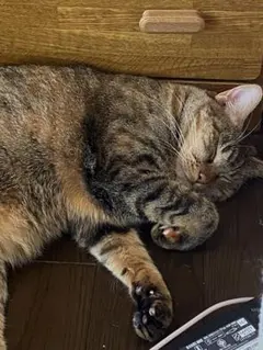 Item thumbnail for item fb8e529f-ef4f-4541-86e9-a0d590017c90