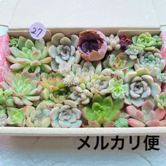 27 多肉植物　多肉弁当　詰め合わせ　寄せ植え　セット　カット苗　韓国苗　セダム
