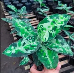 あうん様 リクエスト 3点 まとめ商品