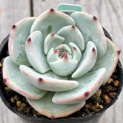 ヴィンテージレター札付きポットごとメルカリ便おらいさん苗ミックスベリア ヴィンテージレター札付きポットごとメルカリ便おらいさん苗