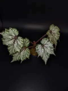ベゴニア 大きめ アンクルリーマス 観葉植物 室内管理のサムネイル
