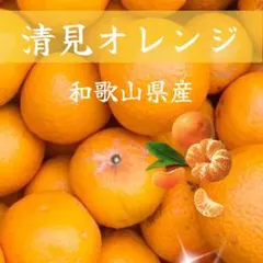 木成完熟 清見オレンジ 約1kg ご家庭用 - メルカリ