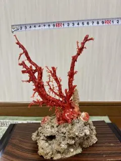 希少！＊血珊瑚＊天然 原木 サンゴ オブジェ 置物 希少！＊血珊瑚＊天然 原木 サンゴ オブジェ 置物 血赤珊瑚原木
