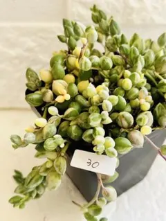 ◇30. 【現品　抜き苗】斑入りグリーンネックレス　多肉　斑入り綺麗