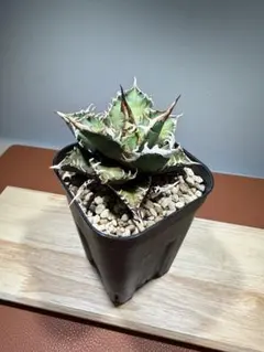 2026年最新】ゴリ猫の人気アイテム - メルカリ