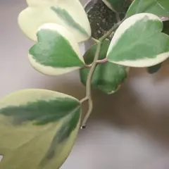 ホヤ　ケリー　カーリー　バリエガータ