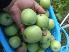 長野県産　サンふじ摘果りんご　約10キロのサムネイル
