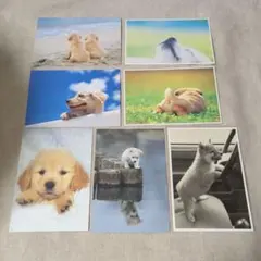 犬　ポストカード　7枚セット