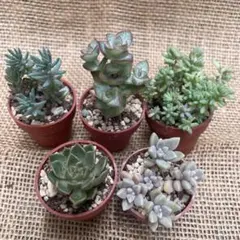 多肉植物 アエオニウム 小さな抜き苗セット ◎メルカリ便◎ - メルカリ