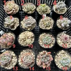 よりどり多肉6点セット_好きな品種指定可