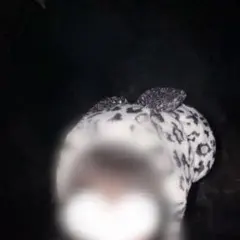 ヒョウ柄ミ二ーファンキャップ 白