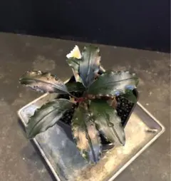 2025年最新】bucephalandra ghostの人気アイテム - メルカリ