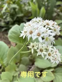 耐寒性宿根草 イワヤツデ 2苗 塊根植物 - メルカリ