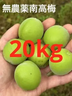 手摘み青梅20kg 手摘み青梅20kg - メルカリ