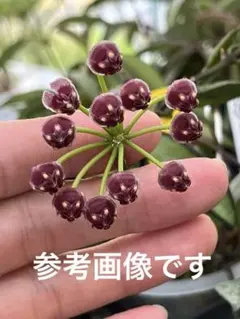 2025年最新】チャイナビーンズ ホヤの人気アイテム - メルカリ