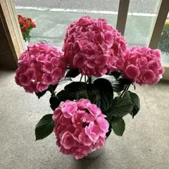 紫陽花 アジサイ フリル ふるふる フルフル ピンク 5号 42 - メルカリ