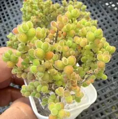 ひろりん2様 リクエスト 3点 まとめ商品