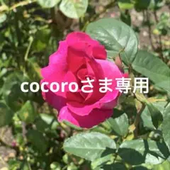 蓮紙【cocoro さま専用】