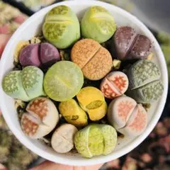 多肉植物リトープス/コノフィツム 大玉 綾耀玉入り カラフルセット 土