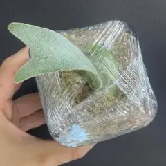 2026年最新】伊弉諾 ビカクシダの人気アイテム - メルカリ