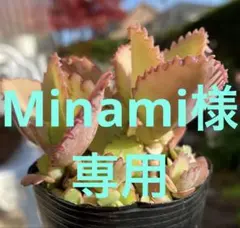Minami様 専用 子宝草 ・斑入りパリダム