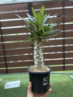 パキポディウム ウィンゾリー 塊根植物 国内実生 鶴仙園 嶺ファーム