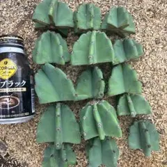 柱サボテン ドライガーデン ロストラータ グロリオサ ユッカ アガベ