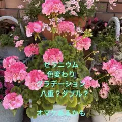 chanboo様専用　ベルとルイージ)ゼラニウム　色変わり　グラデーション　八重のサムネイル
