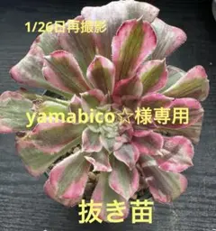 yamabico ☆様 リクエスト 2点 まとめ商品