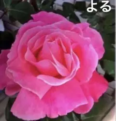 四季咲クイーン・エリザベス、ハイブリッドティーローズ ピンクの薔薇　苗１本のサムネイル