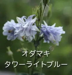 オダマキの種　タワーライトブルー　薄藤色〜白のサムネイル