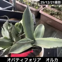 2025年最新】オバティフォリア オルカの人気アイテム - メルカリ