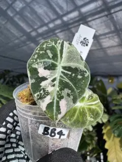 2026年最新】アロカシアブラックベルベットの人気アイテム - メルカリ