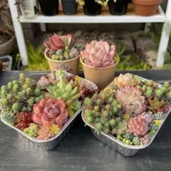 マ*ヤ様 102 多肉植物の小さな寄せ植え♡初心者オススメ♡植え替えOK